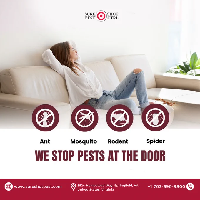 woman relaxing couch, pest prohibition icons, ant mosquito rodent spider symbols, pest free home concept,
