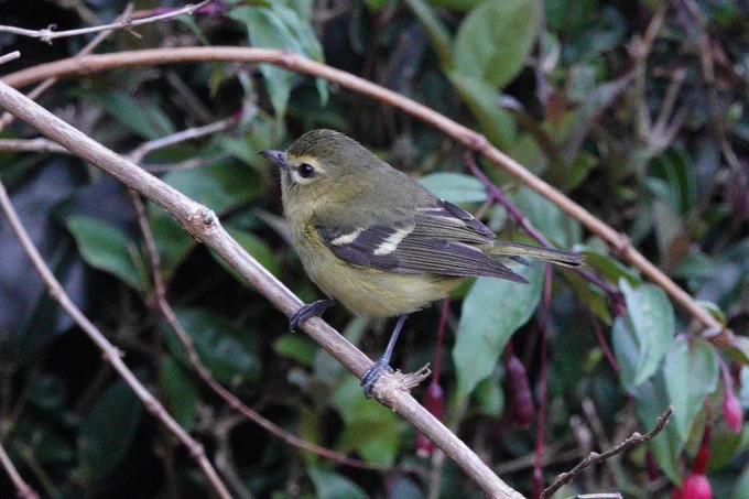 Yellow-winged Vireo