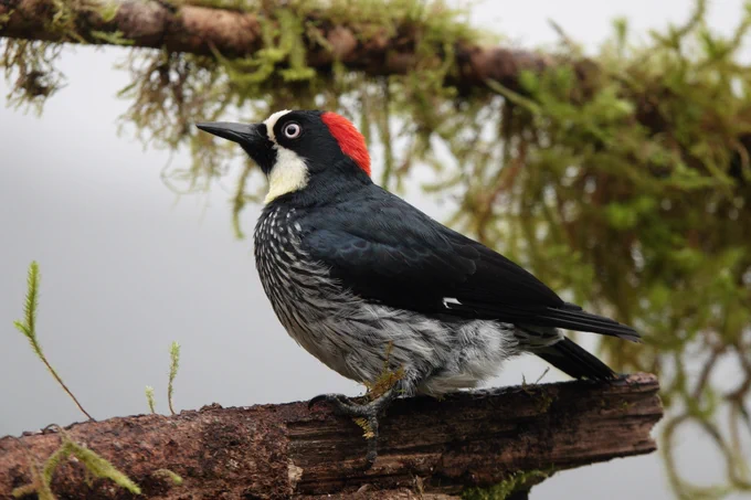 Acorn Woodpecker