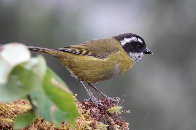 Sooty-capped Chlorospingus