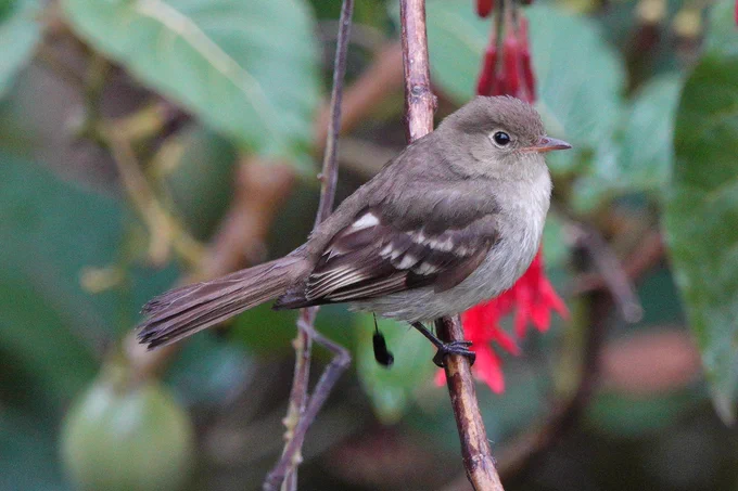 Mountain Elaenia