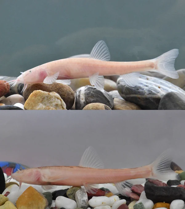 Top - Live specimen of 𝑇𝑟𝑖𝑝𝑙𝑜𝑝ℎ𝑦𝑠𝑎 𝑑𝑎𝑓𝑎𝑛𝑔𝑒𝑛𝑠𝑖𝑠 sp. nov.
Bottom - Live specimen of 𝑇𝑟𝑖𝑝𝑙𝑜𝑝ℎ𝑦𝑠𝑎 𝑧ℎ𝑖𝑗𝑖𝑛𝑒𝑛𝑠𝑖𝑠 sp. nov.
