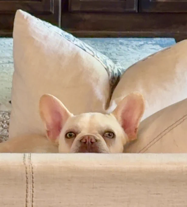 A little cream French Bull dog with a snub nose and pink bat like ears, peers over the edge of a cream sofa arm with a cream cushion behind them