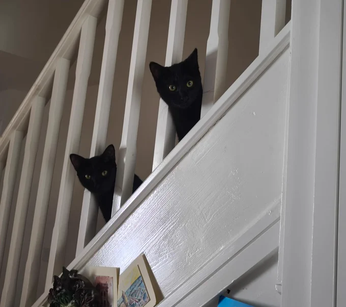 Two little black cats with green eyes poke their heads through a white staircase bannister, staring down at the camera below
