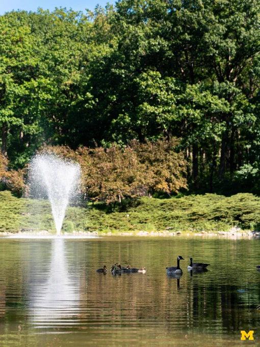 Ducks on the pond near the U-M School of Music, Theatre and Dance on U-M’s North Campus.