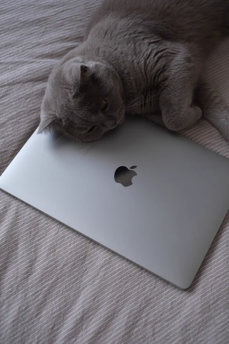 gray cat napping on a laptop
