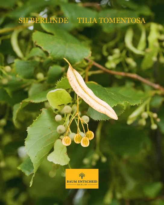 Silberlinde – Tilia Tormentosa. Die Blattunterseiten der Silberlinde sind dicht mit feinen Sternhärchen bedeckt. Diese Härchen bremsen die Luft direkt an der Blattoberfläche und halten dort eine dünne, etwas feuchtere Schicht fest. So verdunstet über das Blatt weniger Wasser.
Darum kommt die Silberlinde mit Hitze und trockener Luft erstaunlich gut zurecht. Dazu wächst sie schnell und ist bei richtiger Veredelung unanfällig für Insekten. Genau dieser Effekt macht sie zum perfekten Straßenbaum: robust, gut angepasst und trotzdem schön anzusehen.