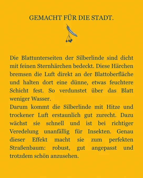 Silberlinde – Tilia Tormentosa. Die Blattunterseiten der Silberlinde sind dicht mit feinen Sternhärchen bedeckt. Diese Härchen bremsen die Luft direkt an der Blattoberfläche und halten dort eine dünne, etwas feuchtere Schicht fest. So verdunstet über das Blatt weniger Wasser.
Darum kommt die Silberlinde mit Hitze und trockener Luft erstaunlich gut zurecht. Dazu wächst sie schnell und ist bei richtiger Veredelung unanfällig für Insekten. Genau dieser Effekt macht sie zum perfekten Straßenbaum: robust, gut angepasst und trotzdem schön anzusehen.