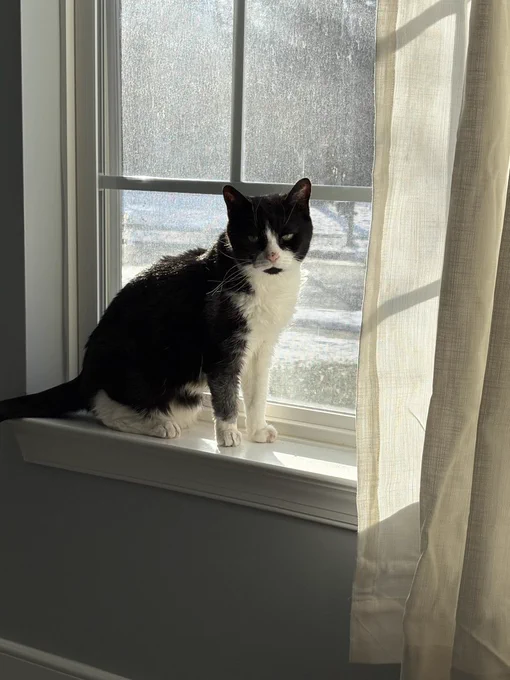 Sadie is a black and white cat with a pink nose, sat on a window sill. She stares at the camera with a slightly irritated look on her face. 