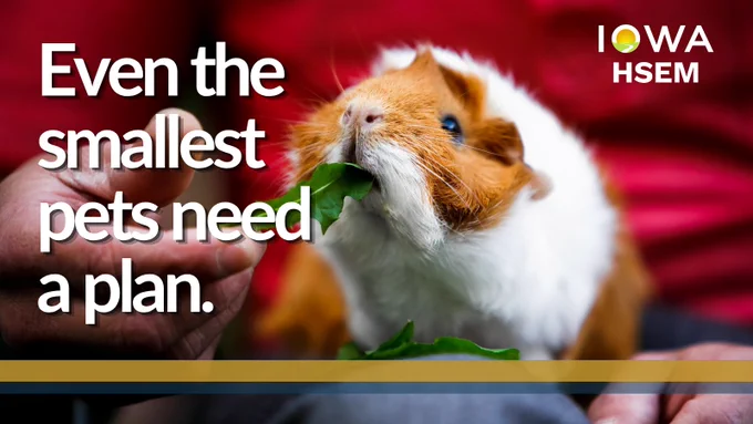 image of a Guinea pig eating lettuce in a hand. Text reads Even the smallest pets need a plan 