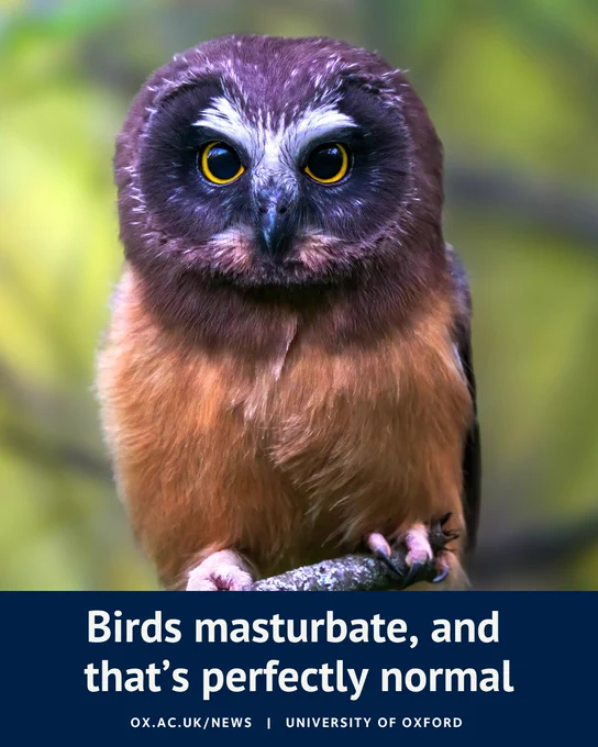 A social media graphic featuring a close-up photograph of an owl with large yellow eyes perched on a branch against a blurred green background. A dark blue banner across the bottom contains the headline: “Birds masturbate, and that’s perfectly normal”. Below the headline is the University of Oxford branding and website address, ox.ac.uk/news.