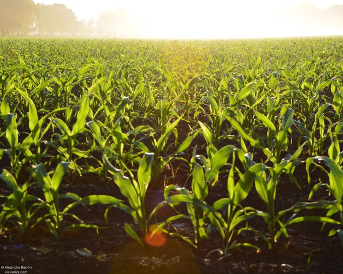 A corn field.