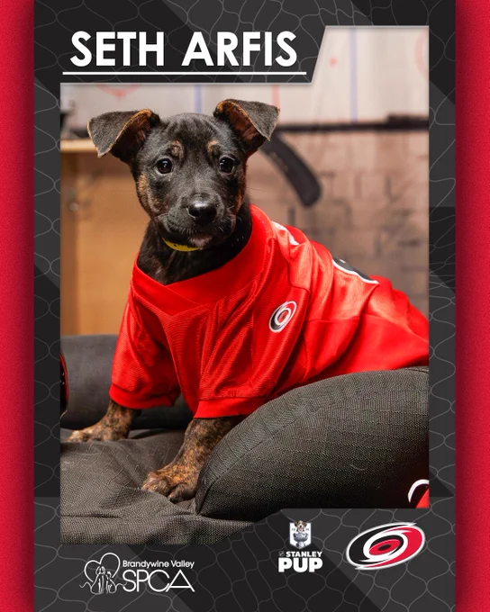 White text on a gray background that reads \"Seth Arfis\". The Stanley Pup, Brandywine Valley SPCA, and Hurricanes logos appear too. A photo of the pup is in the middle. 