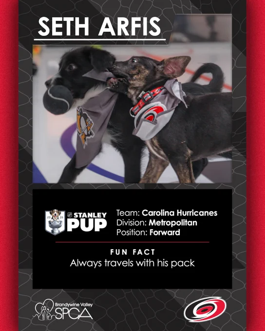 White text on gray and black backgrounds that reads \"Seth Arfis. Team: Carolina Hurricanes. Divison: Metropolitan. Position: Forward. Fun fact: Always travels with his pack\". The Stanley Pup, Brandywine Valley SPCA, and Hurricanes logos appear too. 