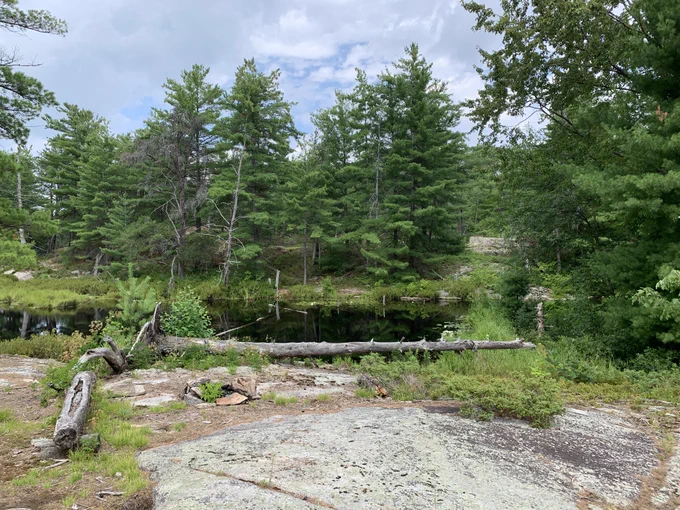 A serene natural scene with a small pond surrounded by lush green trees and vegetation. A fallen tree lies across the rocky foreground under a partly cloudy sky.