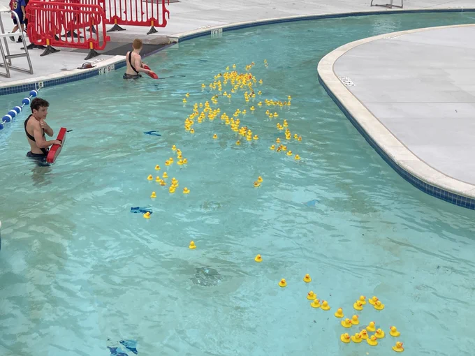 Two lifeguards in a pool surrounded by numerous floating yellow rubber ducks near the pool edge and lane dividers.