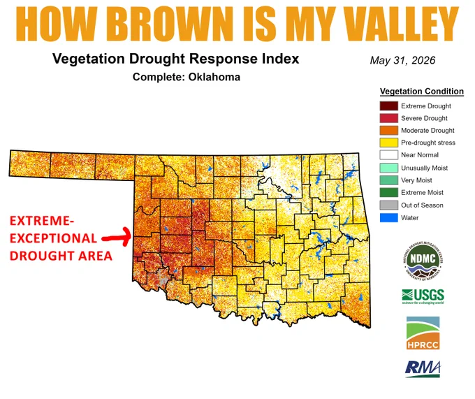 Vegetation Drought Response Index (VegDRI) map for Oklahoma dated May 31, 2026. The graphic, titled “How Brown Is My Valley,” shows widespread vegetation stress across the state due to drought. The most severe impacts are concentrated across western Oklahoma, where large areas are classified in severe to extreme drought vegetation conditions, including an area of extreme-to-exceptional drought highlighted in the southwest. Central Oklahoma shows moderate drought stress, while eastern Oklahoma generally exhibits less severe vegetation impacts, with conditions closer to normal in some locations. The map illustrates how drought has translated into increasingly brown and stressed vegetation across much of Oklahoma.