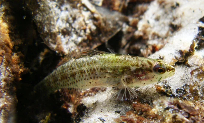A tiny fish lies at the bottom of a stream bed.