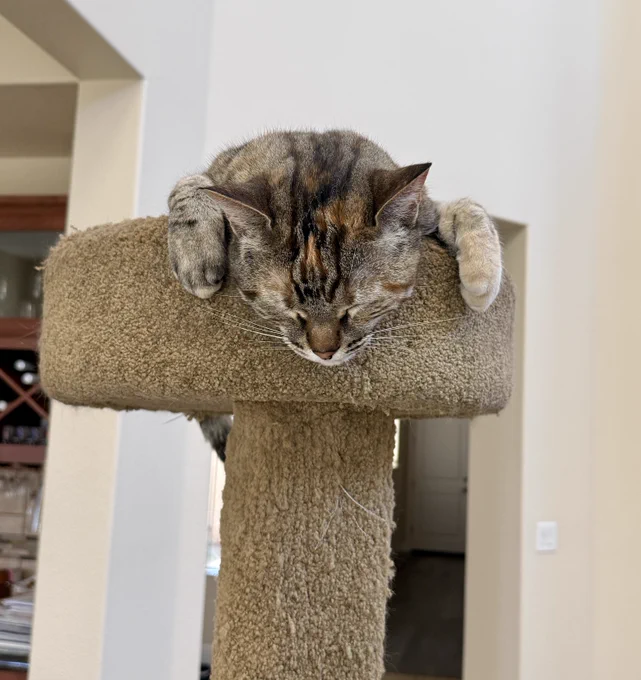 Jules sleeping in the top of a cat tree. Her head and front paws hang over the side and her eyes are tightly closed. 

Jules shorthaired Torbie kitty girl