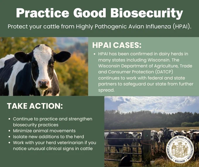 Text: Practice Good Biosecurity 

Protect your cattle from Highly Pathogenic Avian Influenza (HPAI).

Cow

HPAI Cases: 
- HPAI has been confirmed in dairy herds in many states including Wisconsin. The Wisconsin Department of Agriculture, Trade and Consumer Protection (DATCP) continues to work with federal and state partners to safeguard our state from further spread.

Take Action:
- Continue to practice and strengthen biosecurity practices
- Minimize animal movements
- Isolate new additions to the herd
- Work with your herd veterinarian if you notice unusual clinical signs in cattle

Cows

Wisconsin Department of Agriculture, Trade and Consumer Protection logo