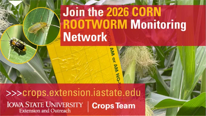 Close-up of corn leaves with yellow sticky traps monitoring rootworm insects in a field setting.