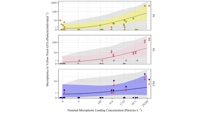 Three scatter plots showing microplastic concentrations versus microplastics in yellow perch across different lakes with trend lines and confidence intervals.