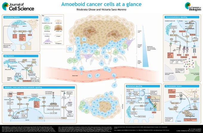 JCS poster on amoeboid cancer cells at a glance