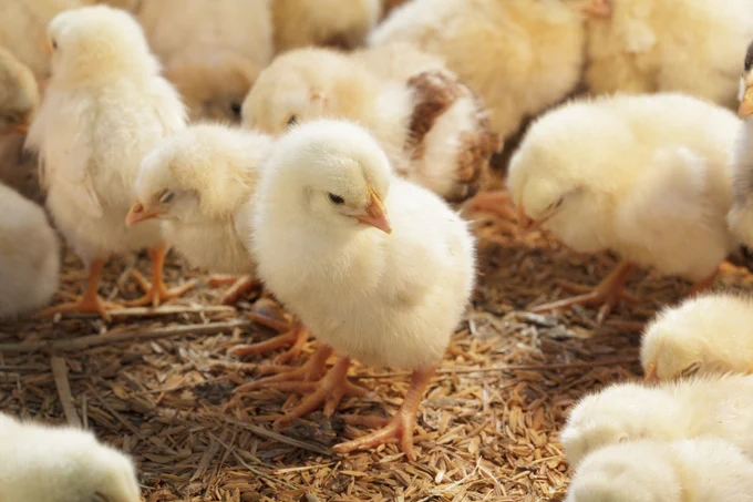 Baby chicks on a poultry farm.