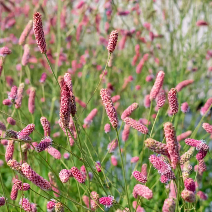 Extreme weather in May was a test of endurance for gardeners & plants in Winnipeg and across the Prairies. Now comes June roaring in like a lion! Winnipeg Gardener monthly e-newsletter has got you covered. Look inside for gardening tips, ideas, and inspiration and to sign up for free! Gardening questions? We'd love to hear from you! P.S. Can you name this plant with the pink bottlebrush blooms swaying in the wind?