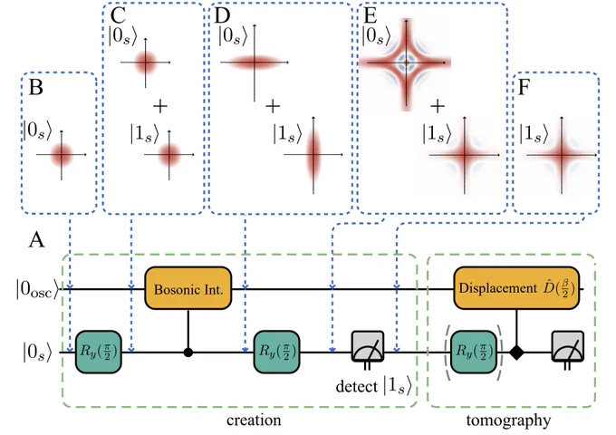 An illustration of a circuit for generating superpositions of a quantum harmonic oscillator. On the bottom is the circuit diagram; the section on the left is labeled creation and on the right tomography. Five inset images show the state of the hybrid system at different points of the circuit. Each inset shows the Wigner function of the oscillator state and the corresponding state of the spin. First, the hybrid system is initialized n |0osc,0s⟩. Next, a Ry(π/2) rotation is applied to the spin qubit to create a superposition of |0s⟩ and |1s⟩. After applying the σˆz spinconditioned bosonic interaction, the oscillator and spin are in an entangled superposition state. The second qubit rotation Ry(π/2) then brings the hybrid state into a superposition of the form (|ζk⟩ − |−ζk⟩)|0s⟩ and (|ζk⟩ |−ζk⟩)|1s⟩ where |0s⟩ and |1s⟩ are entangled with the odd and even harmonic oscillator superposition respectively. A subsequent measurement projects the state to either the odd or even superposition. 