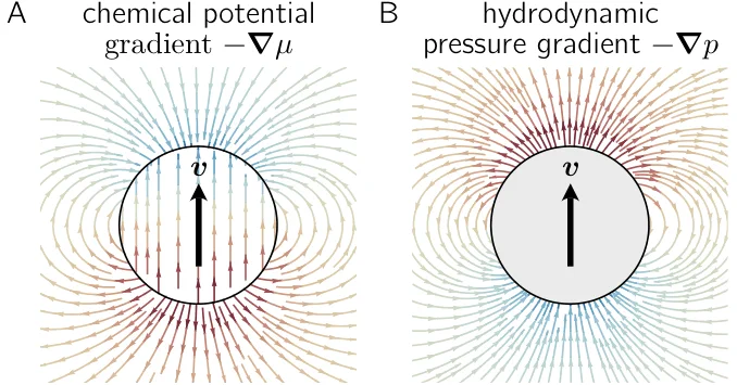 Graphic comparing the motion of a condensate and a colloidal particle moving with a velocity of v. On the left is the condensate, which is moving with a chemical potential gradient. On the right is the colloidal particle, which is moving with a hydrodynamic pressure gradient. The gradient of each is shown by arrows with higher values in red and lower values in blue.