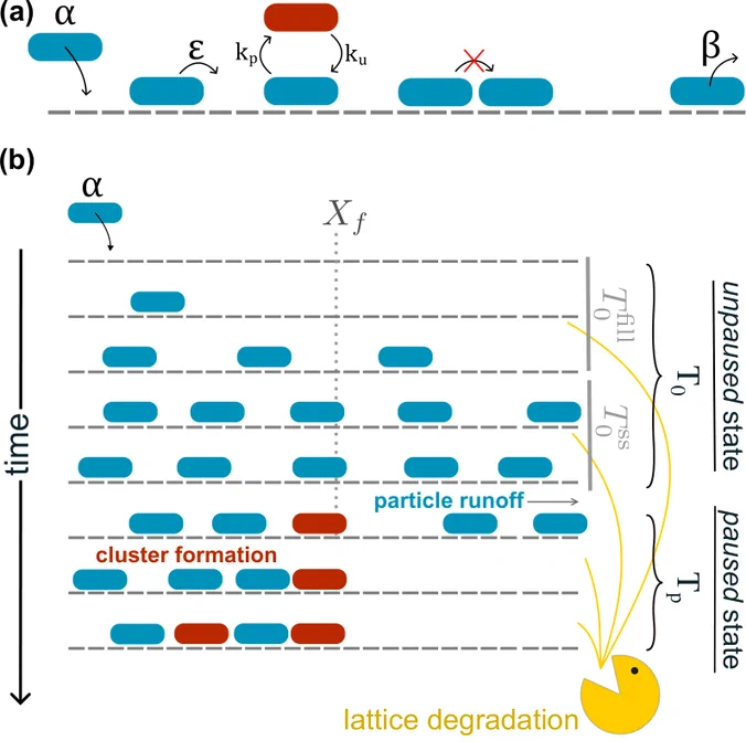 Panel a displays a schematic of the study’s TASEP model, which uses particles and sites to represent ribosomes and codons, respectively. Ribosomes are portrayed with blue ovals and paused ribosomes with red ovals, and codons are represented by a dashed line l. Ribosomes initiate translation at a rate of 𝛼, and elongate at a rate of 𝛆 if the next codon is unoccupied. They pause and unpause at rates of kp and ku, respectively, and terminate translation at a rate of ꞵ. Panel b displays a larger schematic illustrating the dynamics of pausing events and mRNA degradation at a larger scale. Here, ribosomes fill the lattice until a TASEP steady-state is established, and a pausing event occurs at a random position (labelled as Xf). The time to fill the lattice is labelled as T0fill, the duration of the TASEP steady-state is labelled as T0SS. At the bottom right, a yellow Pac-Man symbol represents the finite lifetime of the mRNA lattice due to stochastic degradation. 