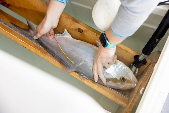 A scientist measures a tagged greater amberjack prior to releasing it. (Photo courtesy of Texas A&M University-Corpus Christi)