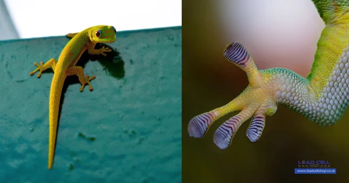 A close-up of a bright green gecko on a wall is shown on the left, whilst the right highlights the underside of its foot and toepads, which use van der Waals forces for remarkable grip.