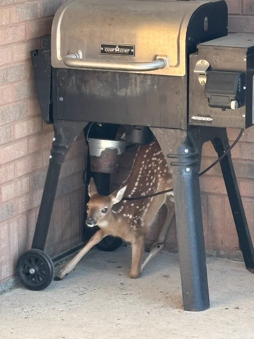 Fawn underneath the grill at the Jackson Post