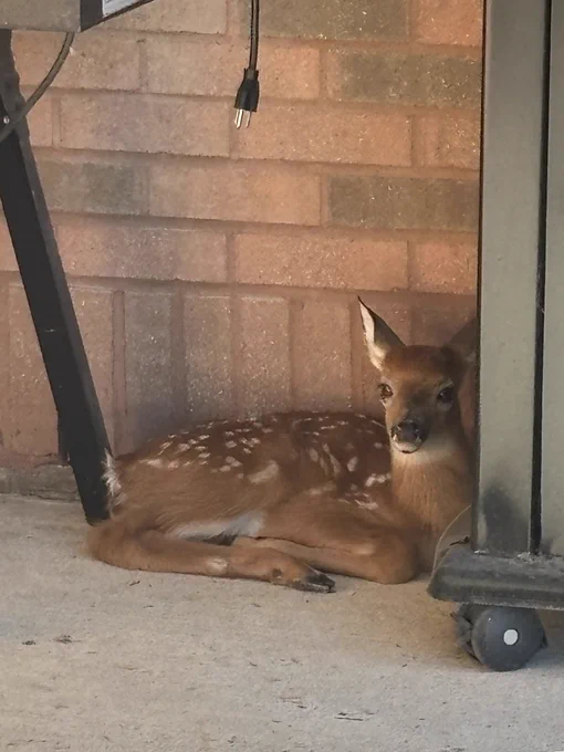 Fawn lying down at the Jackson Post
