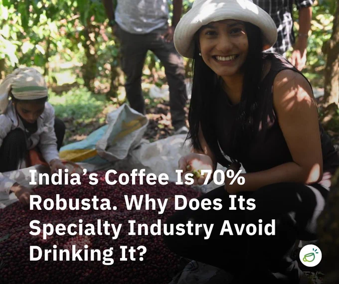 India’s Coffee Is 70% Robusta. Why Does Its Specialty Industry Avoid Drinking It?