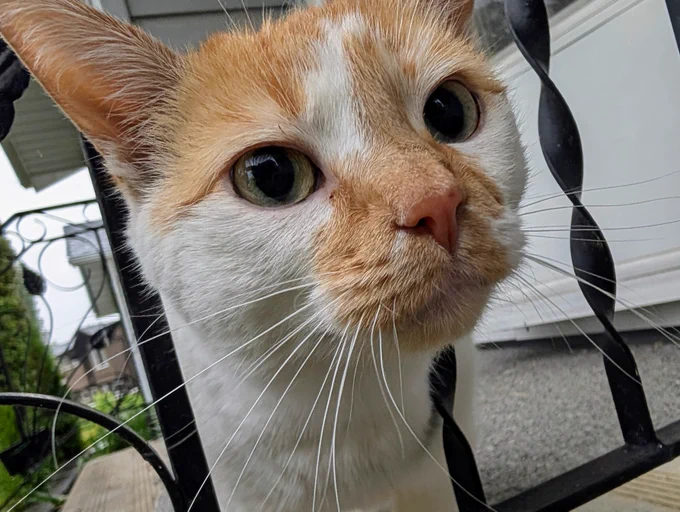 Cheddar peeks through the black iron railing as he sits on the front steps. He's not wearing a harness. 
