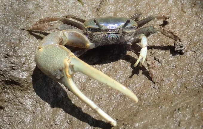crab with one huge claw and one tiny claw