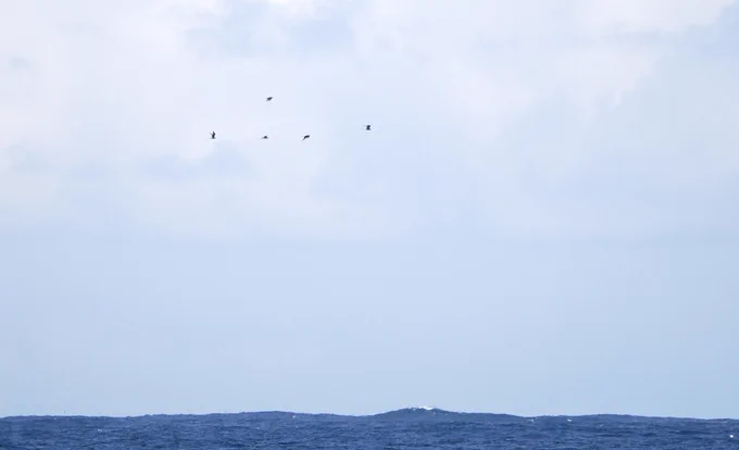 Long-tailed Skuas passing Aird an Runair, North Uist. 16.05.2026.