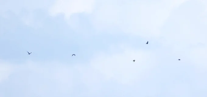 Long-tailed Skuas passing Aird an Runair, North Uist. 16.05.2026.