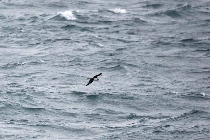 Pomarine Skua passing Aird an Runair, North Uist. 20.05.2026.