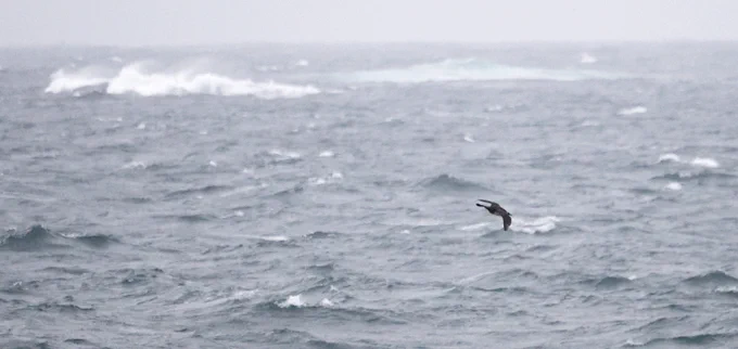 Pomarine Skua passing Aird an Runair, North Uist. 20.05.2026.
