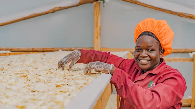 A person wearing an orange cap and red coat is smiling while standing beside a large tray of dried cassava in a wooden structure.