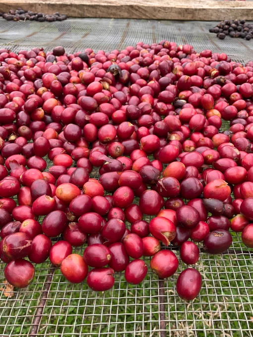 Red and ready coffee cherries on the drying table