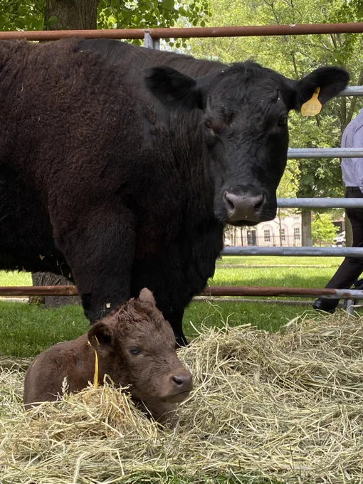 A young cow and an adult cow on Boston Common