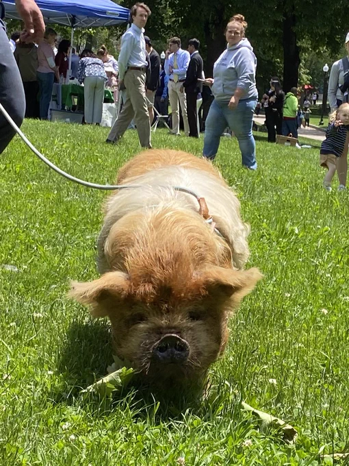 A pig on Boston Common