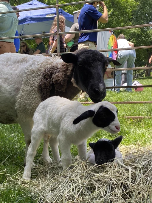 2 lambs and a sheep on Boston Common