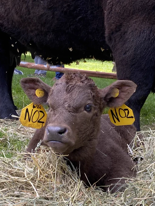 A young cow on Boston Common