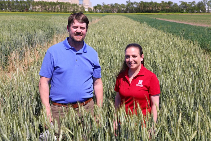 Nathan Mueller, wearing a blue polo, and Katherine Frels, wearing a red Nebraska polo, stand in a wheat field. (Russell Shaffer/IANR Communications)